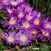 Table Mountain Iceplant